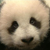 :iconyannlorenzo: