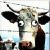 :iconyardcow: