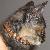 :iconyashaclone: