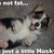 :iconyashiina: