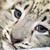 :iconyasminetheleopard: