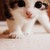 :iconyayachichi: