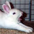:iconyaychubbybunny: