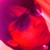 :iconyeahcl101692: