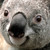 :iconyeledtov: