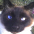 :iconyellowcat413: