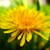 :iconyellowdandelions: