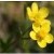 :iconyellowflowerlullaby: