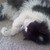 :iconyellowhorsefireheart: