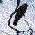 :iconyellowleaf: