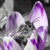 :iconyellowperception: