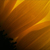 :iconyellowpetals: