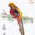 :iconyellowpheasant: