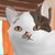:iconyellowscrubjay: