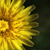 :iconyellowsunday: