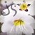 :iconyen-leda:
