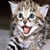 :iconyessi-kun: