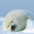 :iconyessrabbit: