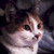 :iconyetanothercat: