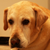 :iconyewed464: