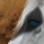 :iconyewtrex: