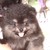 :iconyogipomeranian: