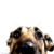:iconyokudakado: