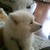 :iconyolanda-shi: