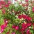 :iconyomammy: