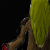 :iconyonasau: