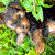 :iconyorkielove: