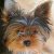 :iconyorkieplz: