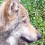 :iconyoshiwolfy: