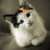 :iconyoudianju: