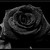 :iconyoung--forever: