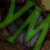 :iconyoung-maggot: