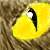 :iconyoung-the-master: