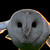 :iconyoungangelstocking: