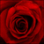 :iconyoungrose:
