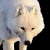 :iconyoungwolf74: