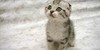 :iconyour-warriors-cats: