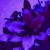 :iconyours-forever-mr8729:
