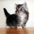 :iconyoyokitten: