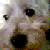 :iconyramkeet: