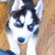 :iconyshoodikare: