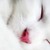 :iconyuchei: