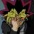 :iconyugiohfella: