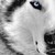 :iconyugure-ookami: