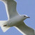 :iconyumine-guo: