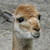 :iconyummybiscuit: